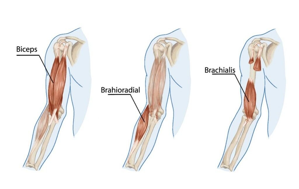 Biceps ve kol kasları