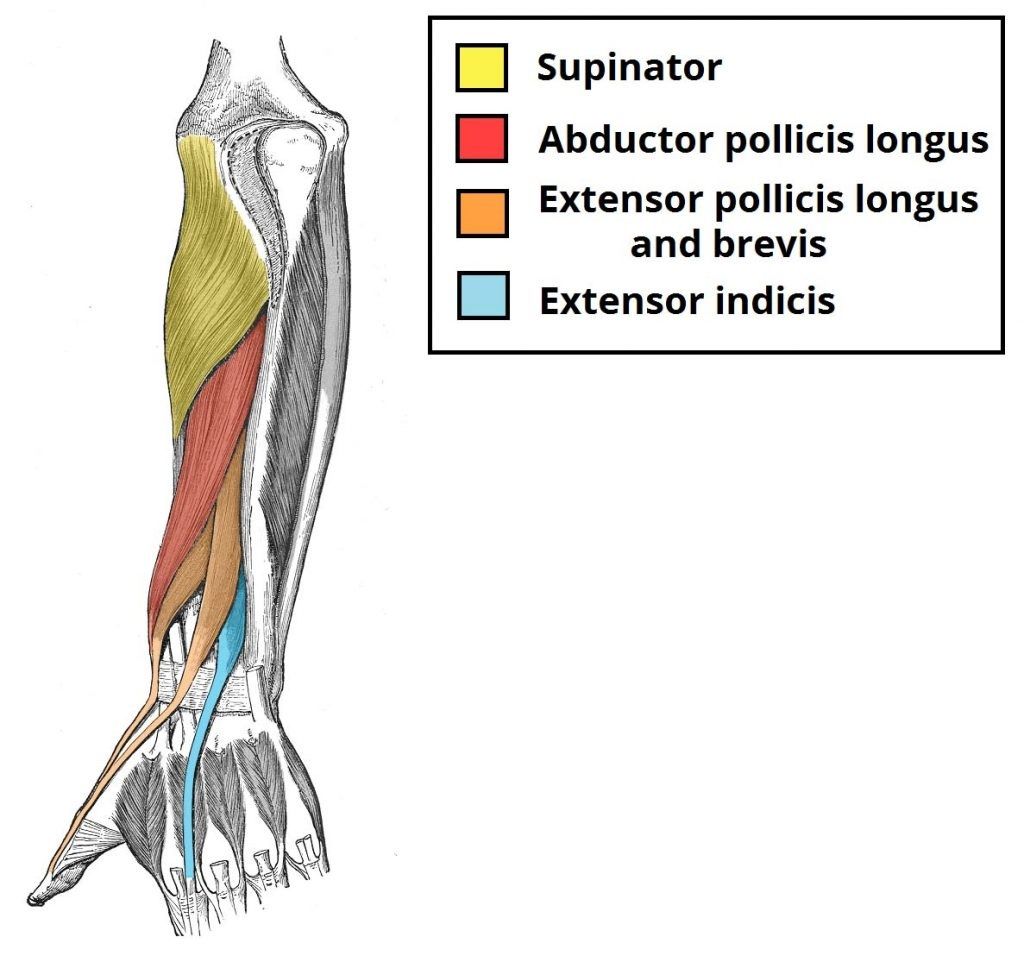 Ön Kol Kasları Anatomisi