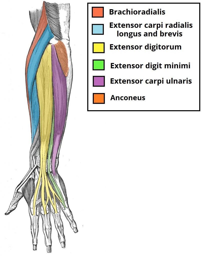 Ön Kol Kasları Anatomisi